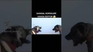 #kangal köpekleri Kavga Ediyor 