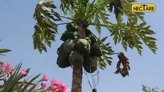 Hectare Papaya Harvester