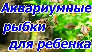 Какие аквариумные рыбки выбрать для ребенка ?