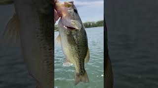 Bass thumb anybody? #bassfishing #fishing #fishinglife #fishingvideo