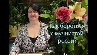 Как бороться с мучнистой росой на растениях? - видео Ольги Пряниковой