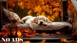 Deep sleep music for dogs  Anti-anxiety music for dogs  Music to help your dog fall asleep after