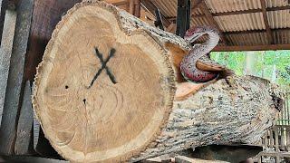 Old teak log full of surprises yields millions of US dollars