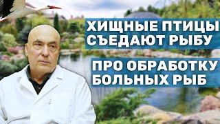 Ихтиопатолог про обработку больных рыб, где брать рыбу, вирусы и отпугивание птиц