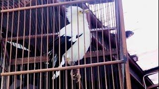 BLACK WINGED STARLING INDONESIA