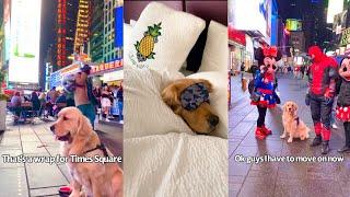 Took My Dog To New York City (Pre Covid)