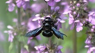 Пчела-плотник. Пчела из Красной книги. ( Xylocopa valga )