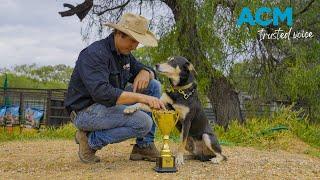 Meet Bear, Australia's hardest-working farm dog