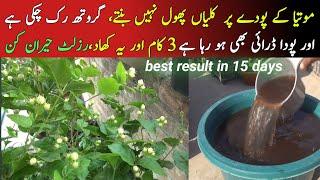 homemade free organic fertilizer for Jasmine plant|motiya plant