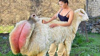 Cow Hoof Trimming Animal Rescue 2023 BABY CALF BORN Incredible Milking Smart Farming