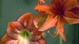 Flamenco Queen X Bogota Cybister Amaryllis Hippeastrum Cross pollinated seed