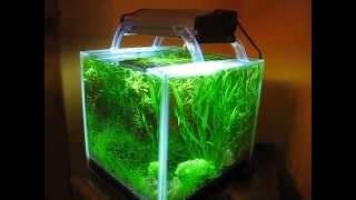 Shrimp cube