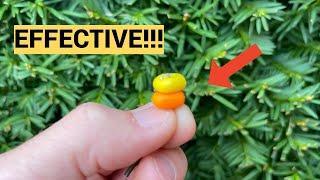 A GREAT SUMMER Carp Bait That Always Works! (Summer Carp Fishing)