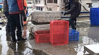 The fish boat unloading the hairtail   seafood fishport fishground