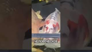 Рыба с Лицом ЧЕЛОВЕКА Пугает Людей