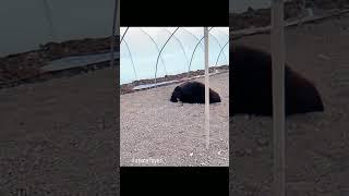 #youtube hijab Mashalla #shorts #viral  #Fatima dayer
