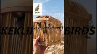 Keklik Sesi Birds Keklik Sesi Efsane (Keklik Hengamesi) - الحجل طائر - куропатка - shekari chakor