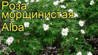 Роза морщинистая Альба. Краткий обзор, описание характеристик, где купить саженцы rosa rugosa Alba