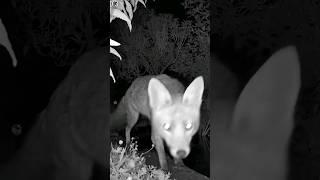 #nature #foxy #nightvision #foxcub ‎@AngelsWildGarden 