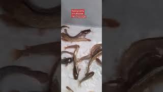 ikan lele#shorts #subscribe