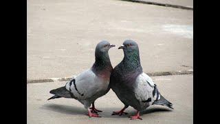 Pigeon fight