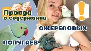 20 фактов об ОЖЕРЕЛОВЫХ ПОПУГАЯХ, что нужно знать прежде чем завести.