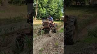 Cultivating with the 61 Farmall Cub #farmall51 #tractor #farmallcub #cub