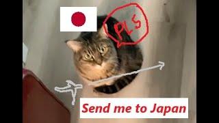 Visiting my Cat again (help fly her to Japan)