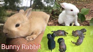 Bunny rabbit growing day by day / Baby rabbit / @basicneedz