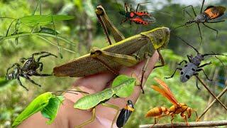 hunt various species of insects|big grasshoppers|praying mantis