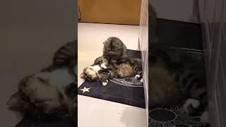 Minta Pijit tukang pijat  Minta Pijit istri ️ #short
