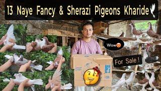 13 New Fancy & Shirazi Pigeons Kahreede For Sale!