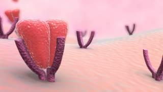 Medical Animation