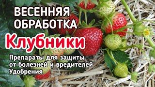 Сделай ТАК и #клубника завалит урожаем! Весенний уход за клубникой по шагам.