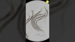 What Happens When Alcohol comes into contact with Bacteria ? | TULO - Microscope #shorts
