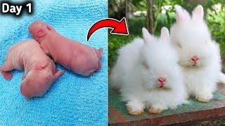 Rabbit Growth - Beautiful  Cute Baby Bunny Growing Up Day By Day