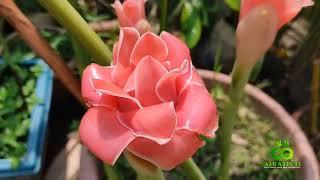 Torch Ginger। A Beautiful Flower Plant in Bangladesh।