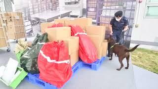 Customs' gun-sniffing detector dogs in action