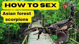 How to sex scorpions #scorpion #howto