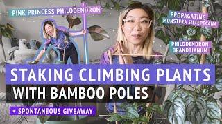 STAKING UP PLANTS WITH POLES | how I add support to climbing plants without damaging the roots