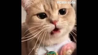 cats funny#cute#shorts