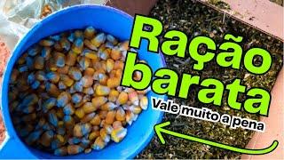 Como fazer ração para galinha em CASA!BARATA e FÁCIL DE FAZER |  COMPROVADA | AGROCRIACAO