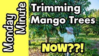 Monday Minute- Trimming Mango Trees NOW??! (With Mangos!)