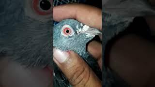 Kamagar eye close up