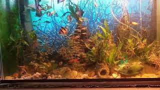 my aquarium