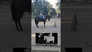 Future horse show stars