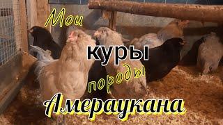 Мои куры породы Амераукана.