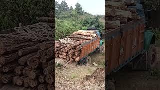 Truck loading #Meghalaya#shortvideoviral