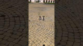 Стартуем #jrt #dog #dogs #собака #джекрассел