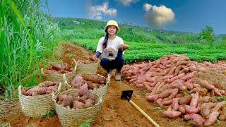 Harvest Sweet Potatoes Goes To Market Sell, Make Fried Sweet Potato Balls For My Brother &His Friend